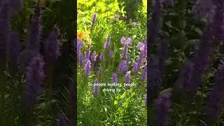 colorful garden flowers