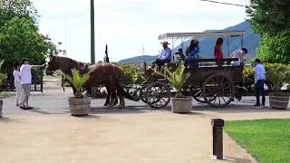 Vi&ntilde;a Viu Manent