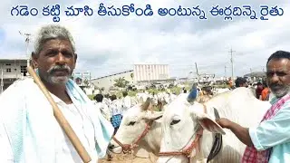 గడెం కట్టి చూసి తీసుకోండి అంటున్న ఈర్లదిన్నె రైతు | devarakadra bulls market | Bulls market | oxen
