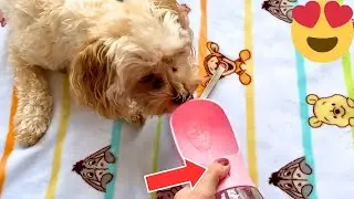 AVELORA Dog Water Bottle Review (It Actually Slaps!)