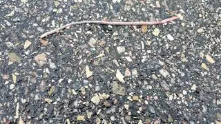 Worm Slithering Along