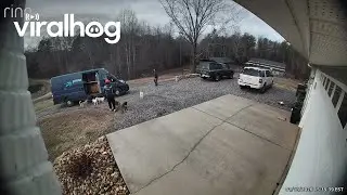 Pack of Cattle Dogs Excited to See Delivery Guy || ViralHog