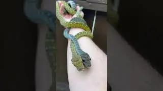My pair of USCBB Moluccan Scrub pythons