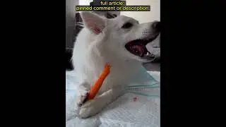 Quick Dog Training Tips #urbanpets #dogtraining #pettips #obediencetraining #doglover  #petcaretips
