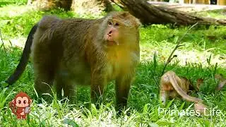 Primates family enjoying day | Primates Life