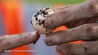 SNAPPING TURTLE EGGS RESCUED!