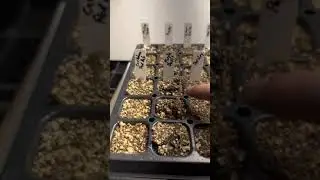 Germination Update