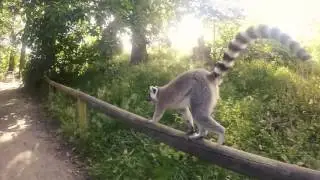 (clip) Ringtailed lemur's Gopro