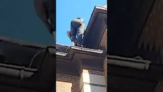 monster exclusion job Oakland county Michigan.. bat and mice removal.  job to remember personal vid