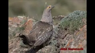 Birds of Mongolia - Bird photographs by Purevsuren Tsolmonjav