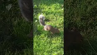 Will I ever find my buried acorn? 🐿️🌰✨