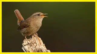 Soothing Birdsong: Eurasian Wren Edition #birds #birdlovers #birdsounds #wildlife #birdsong