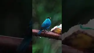 #nature #ambientmusic #birdsong #birds #relaxing #naturesoundscape