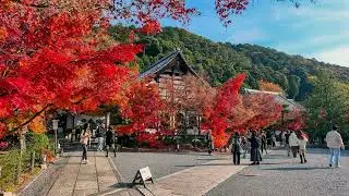 2025 永觀堂秋色楓紅