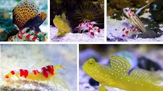Ocean's Dynamic Duo: Goby Fish & Pistol Shrimp!