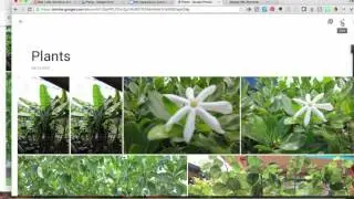 Sharing an Album in Google Photos