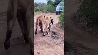 Lion Pride Surprises Honey Badger