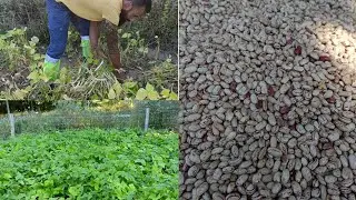 Como guardar o feijão sem que ele dê bichos? muito fácil
