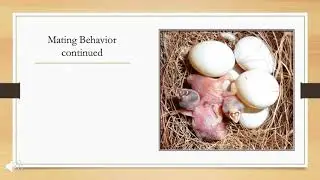 Zebra Finch Mating Behavior