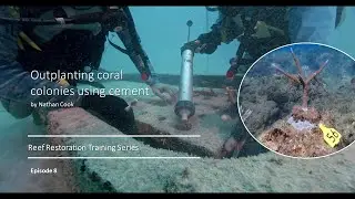 Episode 8 - Reef Restoration Training: Coral Outplanting using Cement