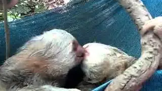 French Kissing Sloths