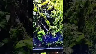 #paludarium #terrarium #terrascape #terrascaping #aquascape #aquascaping #tropical #frog #plants