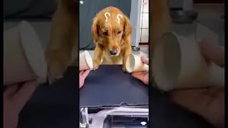 teasing my dog#funny#animals#dog