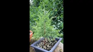 Pruning my Eastern Red Cedar, June 2025, Bonsai on the Hudson, Juniperus virginiana, 2 yrs old