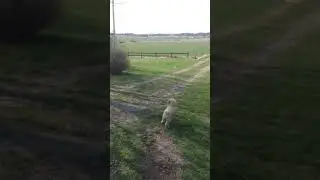 Turbo jagar freesbie