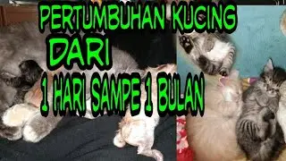 Perkembangan/pertumbuhan kucing 1 sampai 30 hari , (kitten persia mixdom )