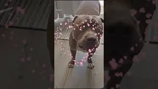 100 Pound Pit Bull and Little Girl A Heartwarming Bedtime Story #animals #pets #rescuedog #dogs