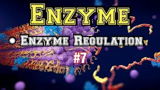 Enzyme Regulation | Enzyme Induction | Enzyme Repression | Enzymes | L7 | Biochemistry | Biology