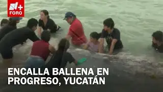 Hallan Ballena Varada en Progreso, Yucatán; Investigan la Causa de su Deceso - Las Noticias