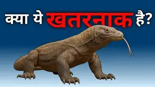 क्या ये जीव सांप की ही तरह खतरनाक होते हैं? | Monitor Lizard | Komodo Dragon #facts #amazingfacts