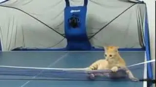 plusieurs video insolite