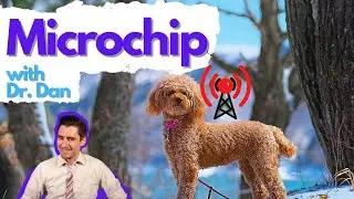 Dog and cat Microchip.  How it works with Dr. Dan