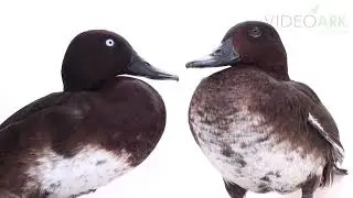 Pair of critically endangered (IUCN) and federally endangered Madagascar pochards (Aythya innotata).