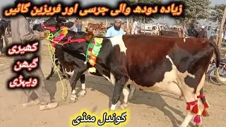 Beautiful Middle Prices Milking And Pregnant Cows Fresh Update At Gondal Maweshi Mandi By Jk YouTube