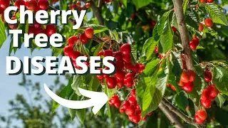10 Common Cherry Tree Diseases