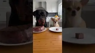 Chihuahua Acts Fast Rottweiler Still Waiting  #viral #viralshorts #shortsvideo