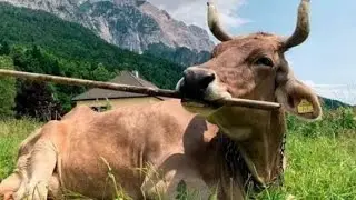 Vaca guau sos una genio 🤣🤣🤣🤣