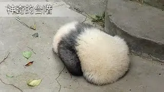 《熊貓主題趴》小胖達甘做門童也不願放棄的秘密（大家都知道┓( ´∀` )┏）寶地！ | iPanda