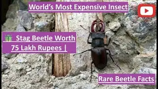 World&rsquo;s Most Expensive Insect 🪲 Stag Beetle Worth 75 Lakh Rupees | Rare Beetle Facts