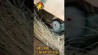 Parblue Pastalino into Albino Red Eye Lovebird Breeder Pair | FS Aviary Official | #shorts