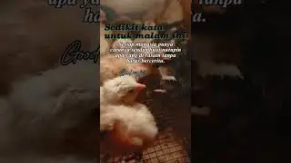 Doc ayam kampung #ayam #pertenakan #peternaksejahtera  #peternakmuda #chicken #ayamkampung