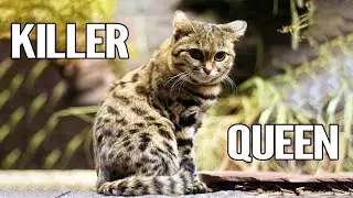 Black-Footed Cats : Top 10 Astounding Facts About Black-Footed Cats That Will Leave You Amazed !