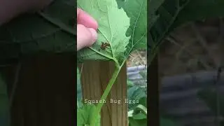How To Remove Squash Bug Eggs From Your Plant