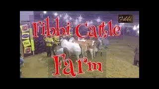 FIBBI Cattle Farm 2019 Collection || Giant BEAST Bulls - Huge Heavy Weight Bulls