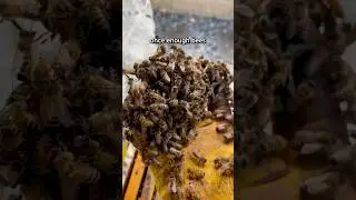 Catching a Swarm of Bees! First Time 😳