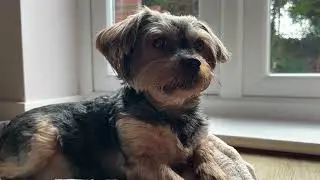 Rescue Dog&rsquo;s Journey: Smilo&rsquo;s Life After Adoption: 110 Smilo's Halo